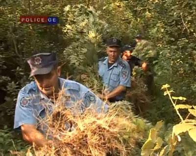 aqtual-2-marixuana-1