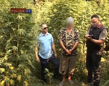 aqtual-2-mt-marixuana