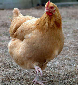 chicken