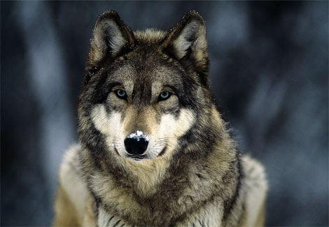 grey-wolf